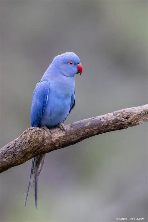 Ringneck violet. Things To Know About Ringneck violet. 